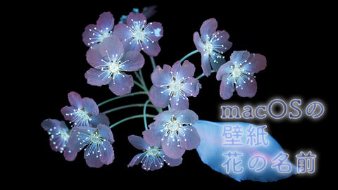 【祝macOS BigSur】macOS壁紙の花の名前について
