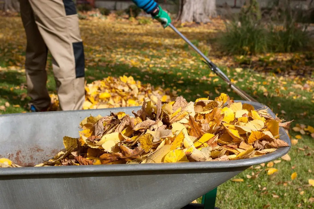 Leaf Cleanup