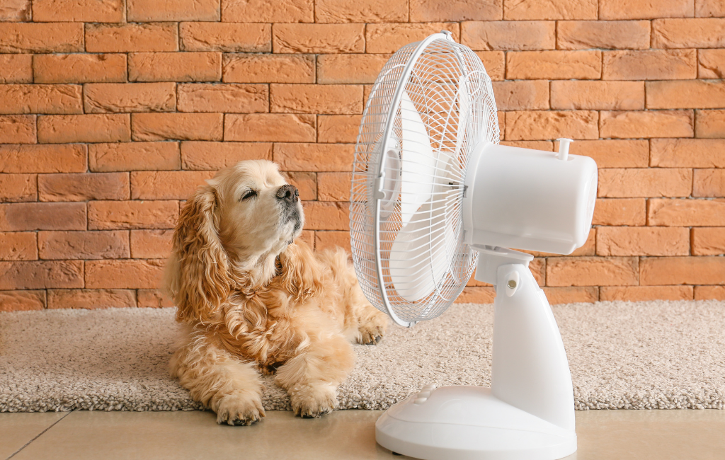 kuža leži pred ventilatorjem in se hladi