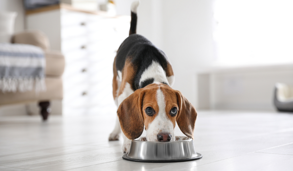 dog eating from his bowl