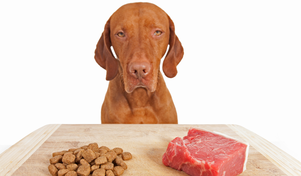Dog sadly looking at kibble and meat.