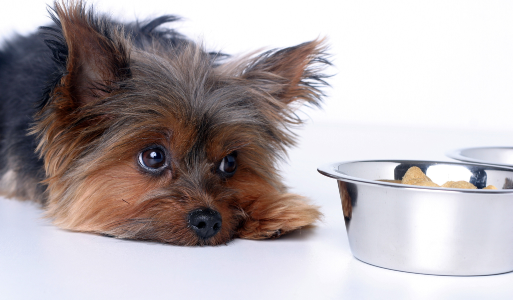 Dog sadly looking at his bowl full of kibble but won't eat - fasting.