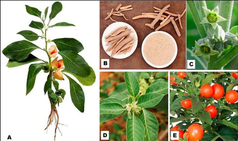 Ashwagandha Complete Information