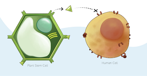 plant cell and human stem cell