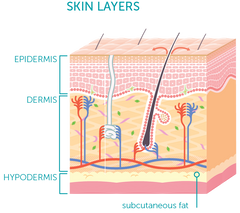 Stem Cell Skin Layers