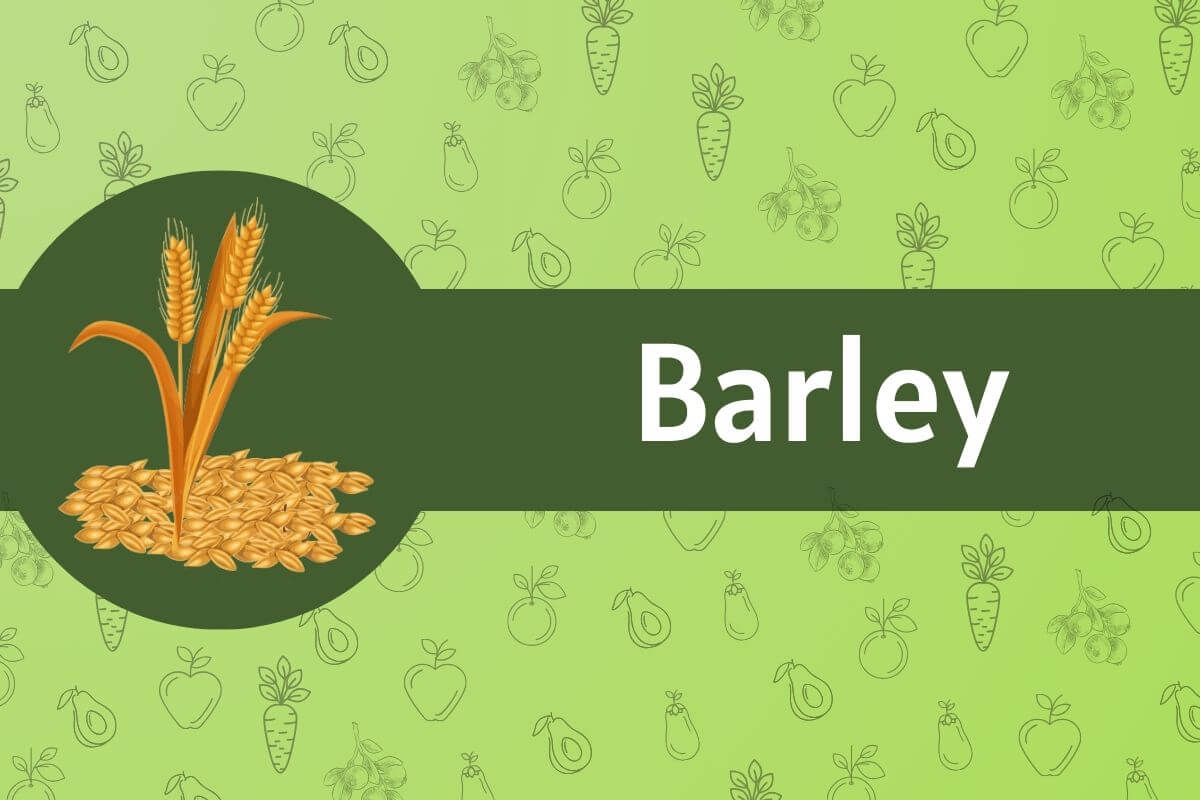 Barley