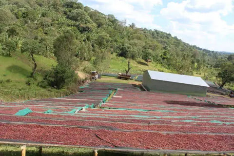 Coffee cherry drying in ethiopia