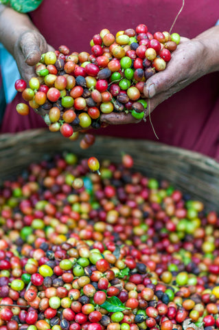 coffee cherries held in hands