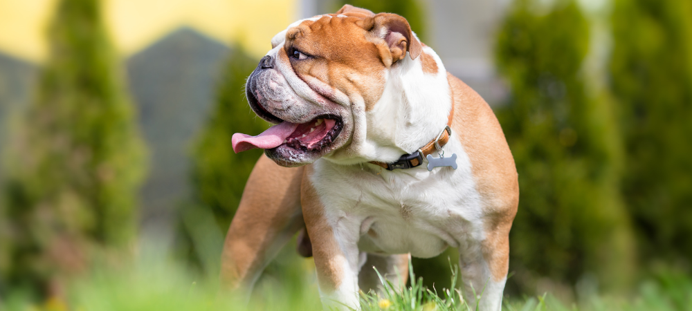 Le Bulldog Anglais - tout savoir sur cette race de chien - Fabuldog Club