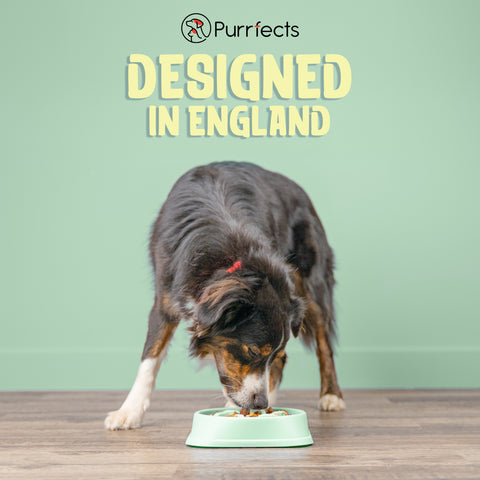 Purrfects slow feeder dog bowl dog eating from it, it says designed in england