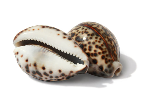 Tigris Cowrie Shell