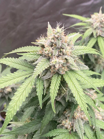Flowering Stage - Cannabis Seeds