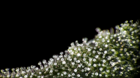cloudy-trichomes-alice-seeds