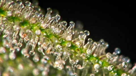 clear-trichomes-alice-seeds