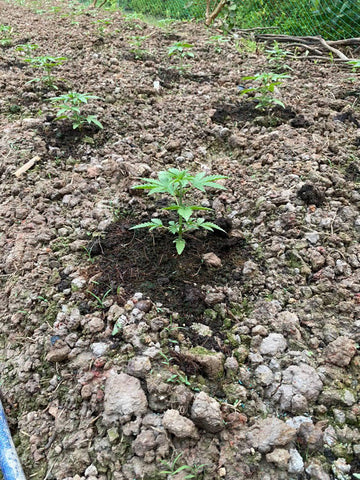 Vegetative Stage - Cannabis Seeds