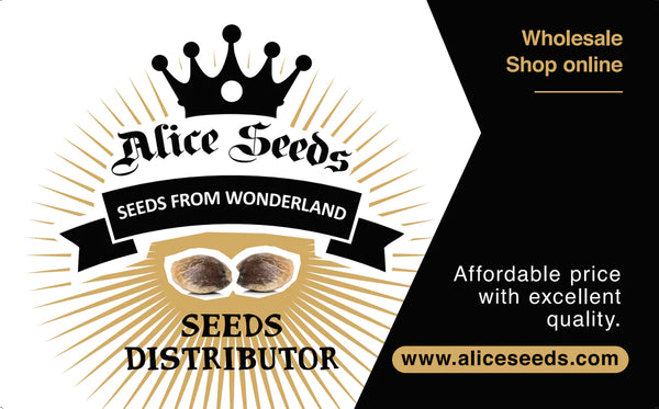 Alice-Seeds-banner