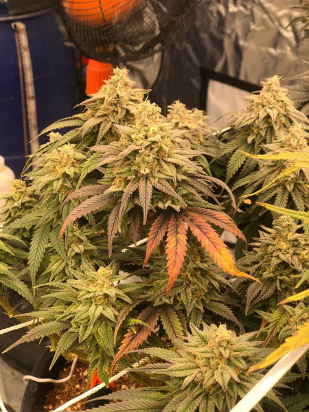 Amnesia-feminized-alice-seeds