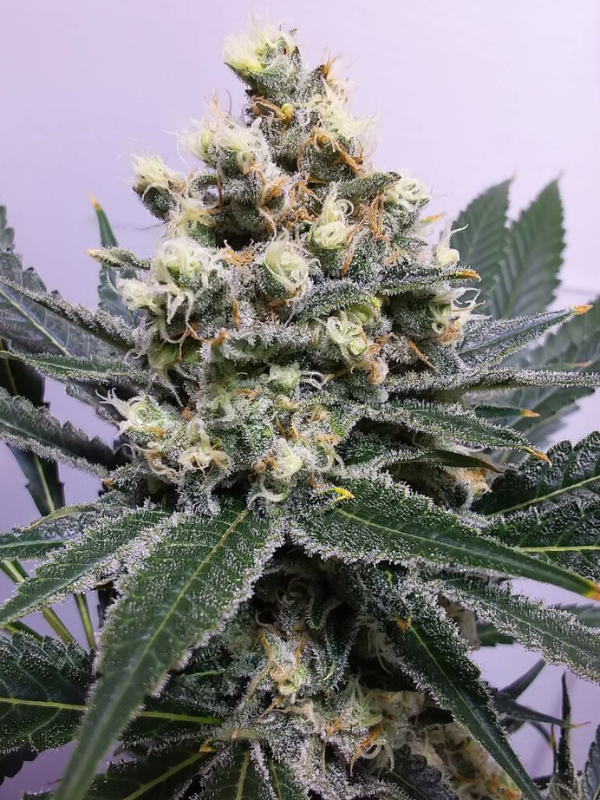 Oracle Octane Feminized Seeds - Energizing Sativa Strain