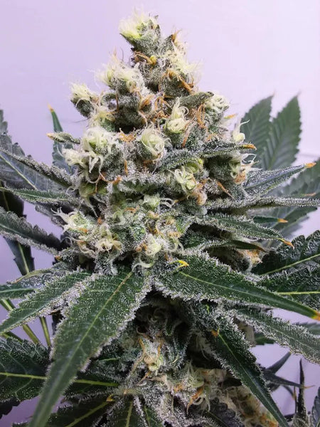 critical-juice-v3-alice-seeds