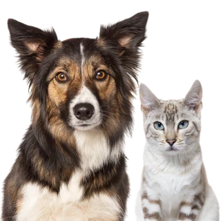 Barfers Wellfood für Hund und Katze