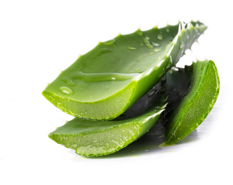 Close-up image of an aloe vera flower, illustrating the natural benefits of this plant to hydrate and soothe the skin.