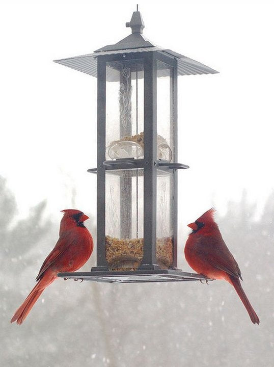 Cardinals on a bird feeder