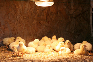 chicks in brooder under heat lamp