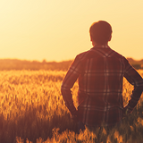 a man from behind, standing in a wheat field at sunset