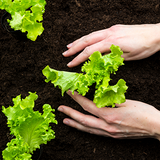 closeup of a womans hands in the dirt planting young lettuce plants