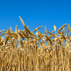 tall stalks of wheat against a blue sky