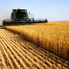 wheat harvester harvesting wheat