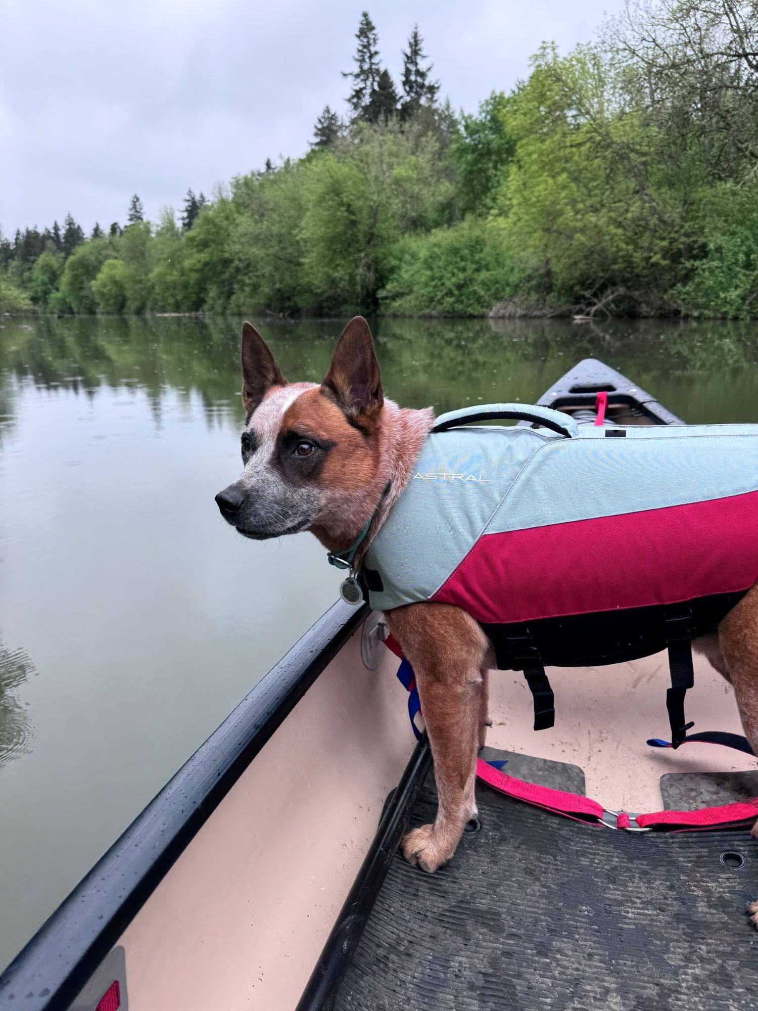 a dog in an astral birddog life jacket