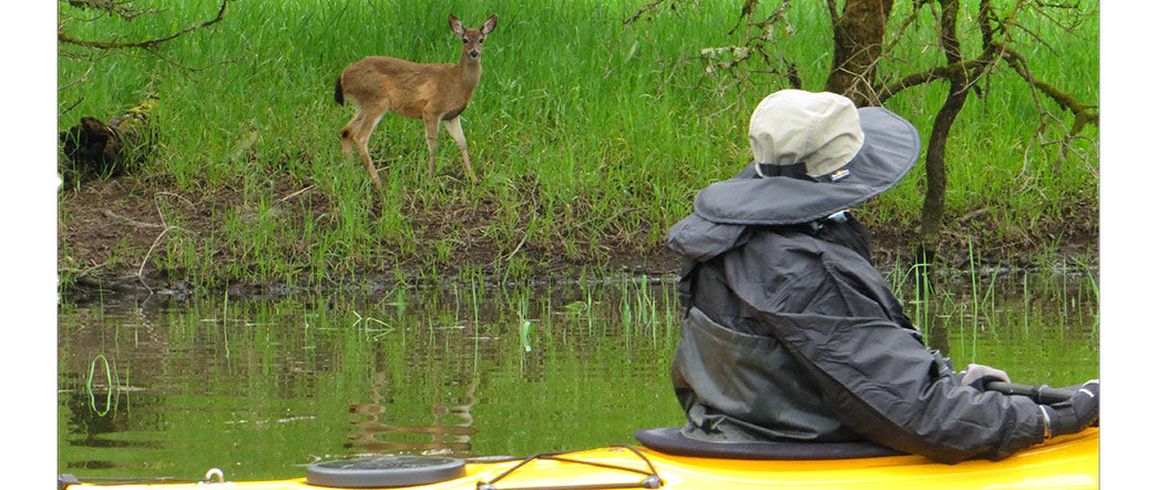 Wildlife viewing from a kayak