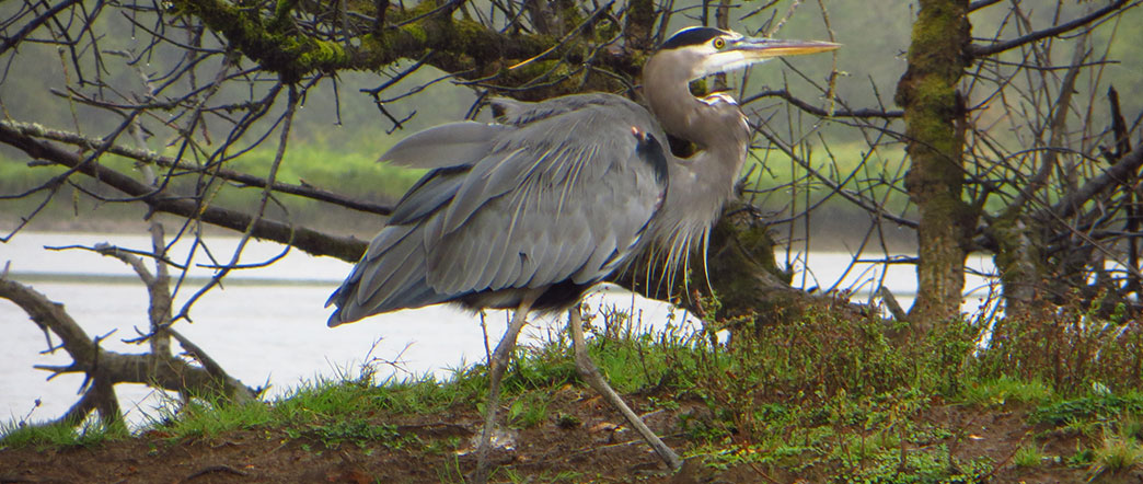 wildlife at scappooes bay