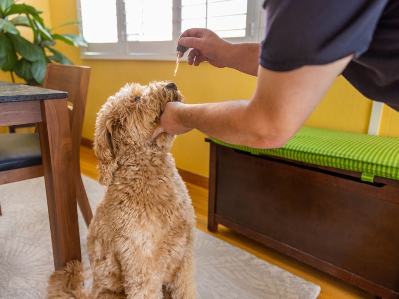 A man feeding an older Golden Doodle dog CBD oil from a dropper