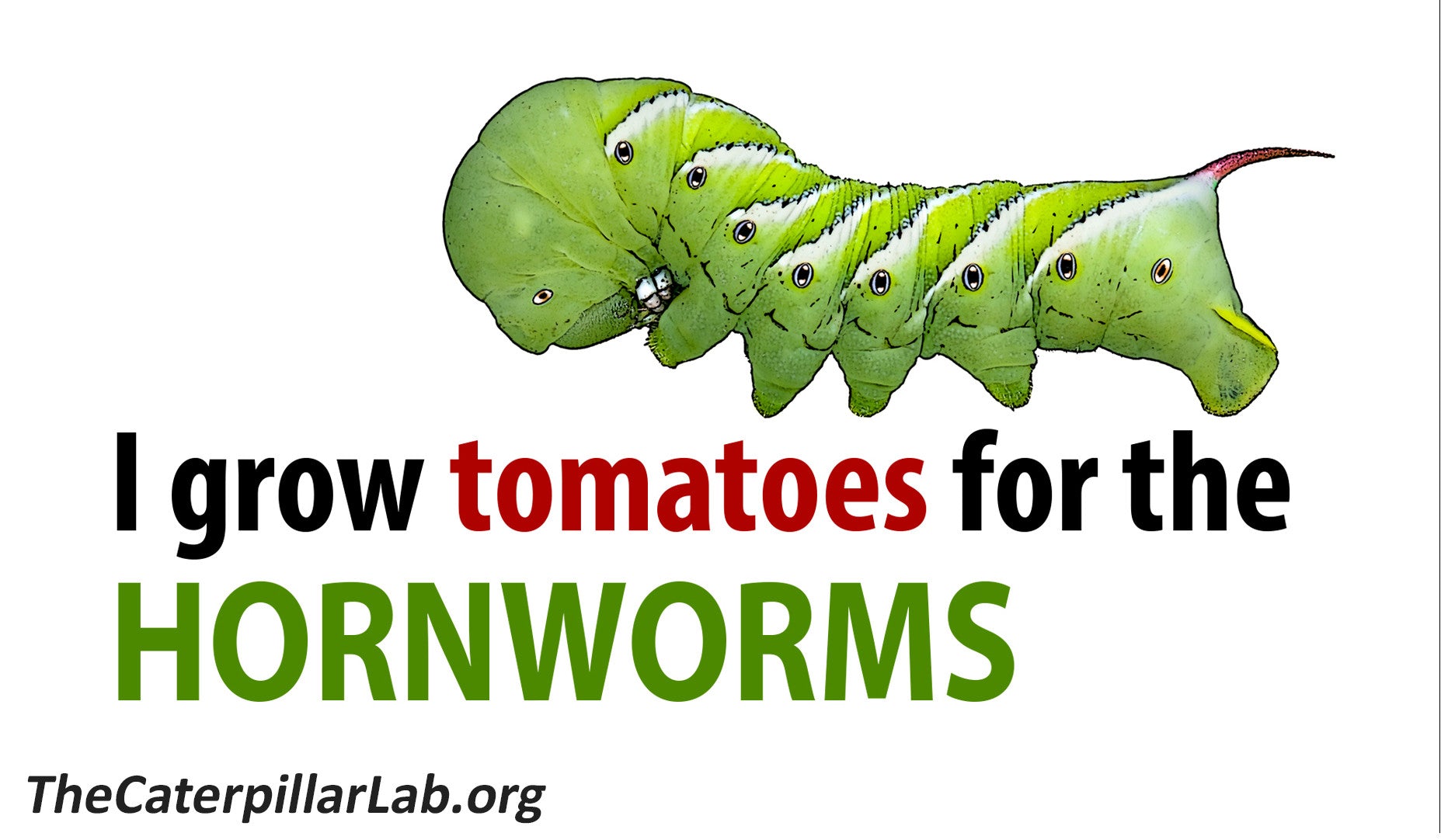 download tomato hornworm caterpillar