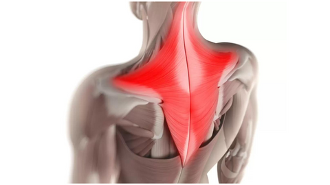 Anatomy of the Trapezius Muscle