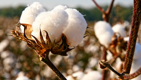 Olio di cotone: cosmesi bio naturale