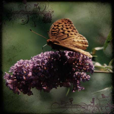 Artsy Butterfly - after