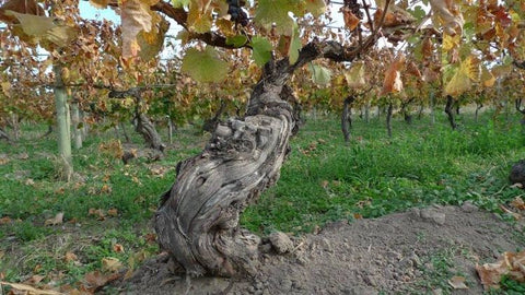 old vines at Chacra vineyards