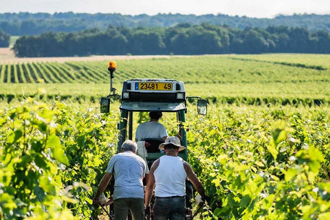 Clos Rougeard vineyard