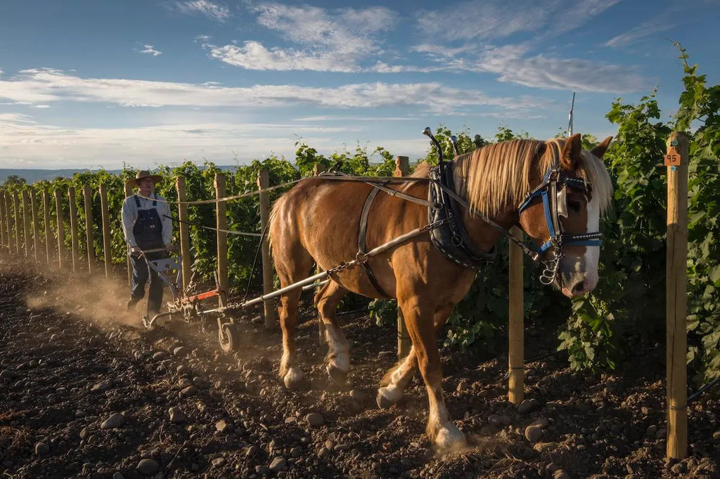 horsepwr vineyards at work