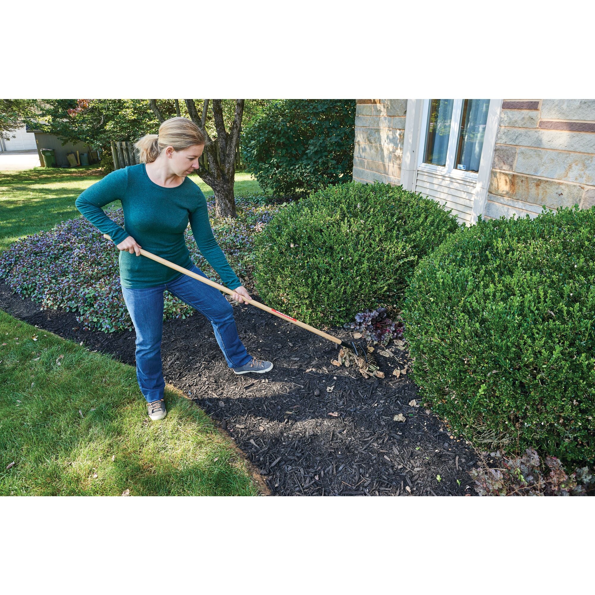 11 tine wood handle shrub rake being used by a person to rake leaves from the ground.