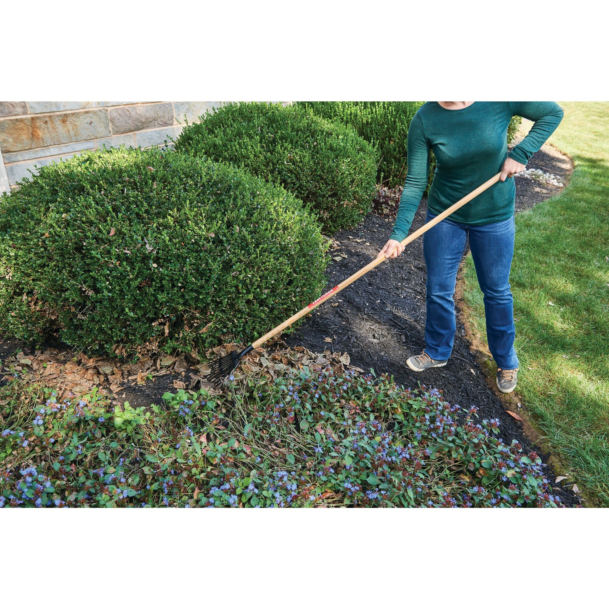 11 tine wood handle shrub rake being used to rake leaves from the ground.