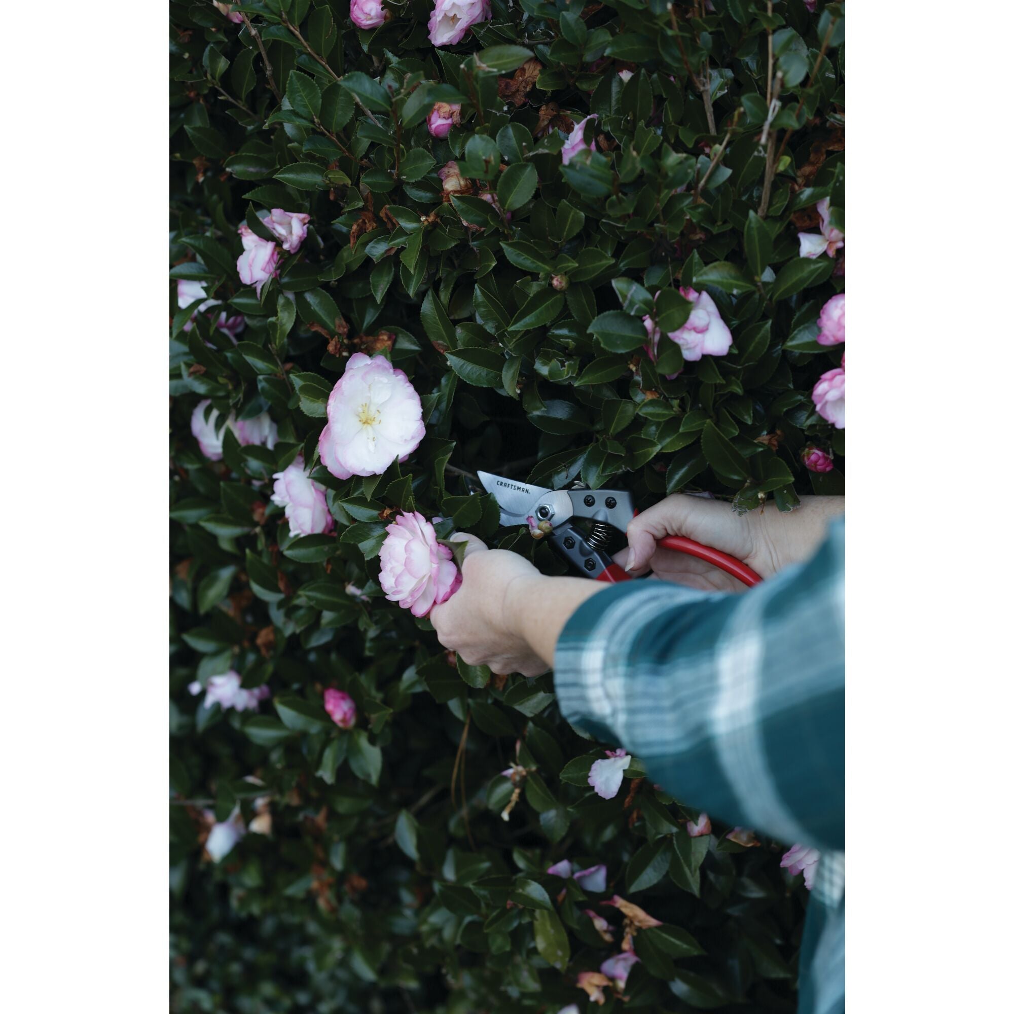 Aluminum bypass hand pruner being used by a person to prune a branch.