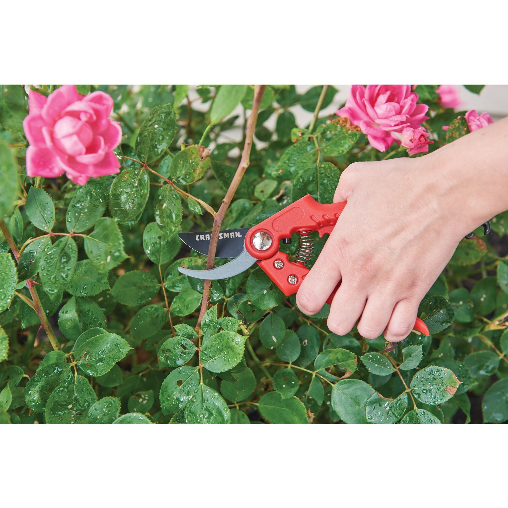 5 eighths inch cut bypass pruner being used by a person to prune a household plant.