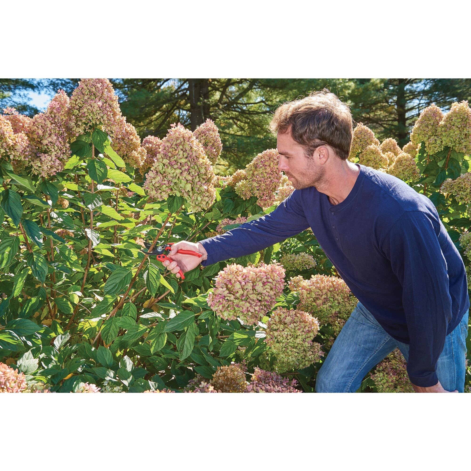 Bypass pruner being used by a person to cut a branch.