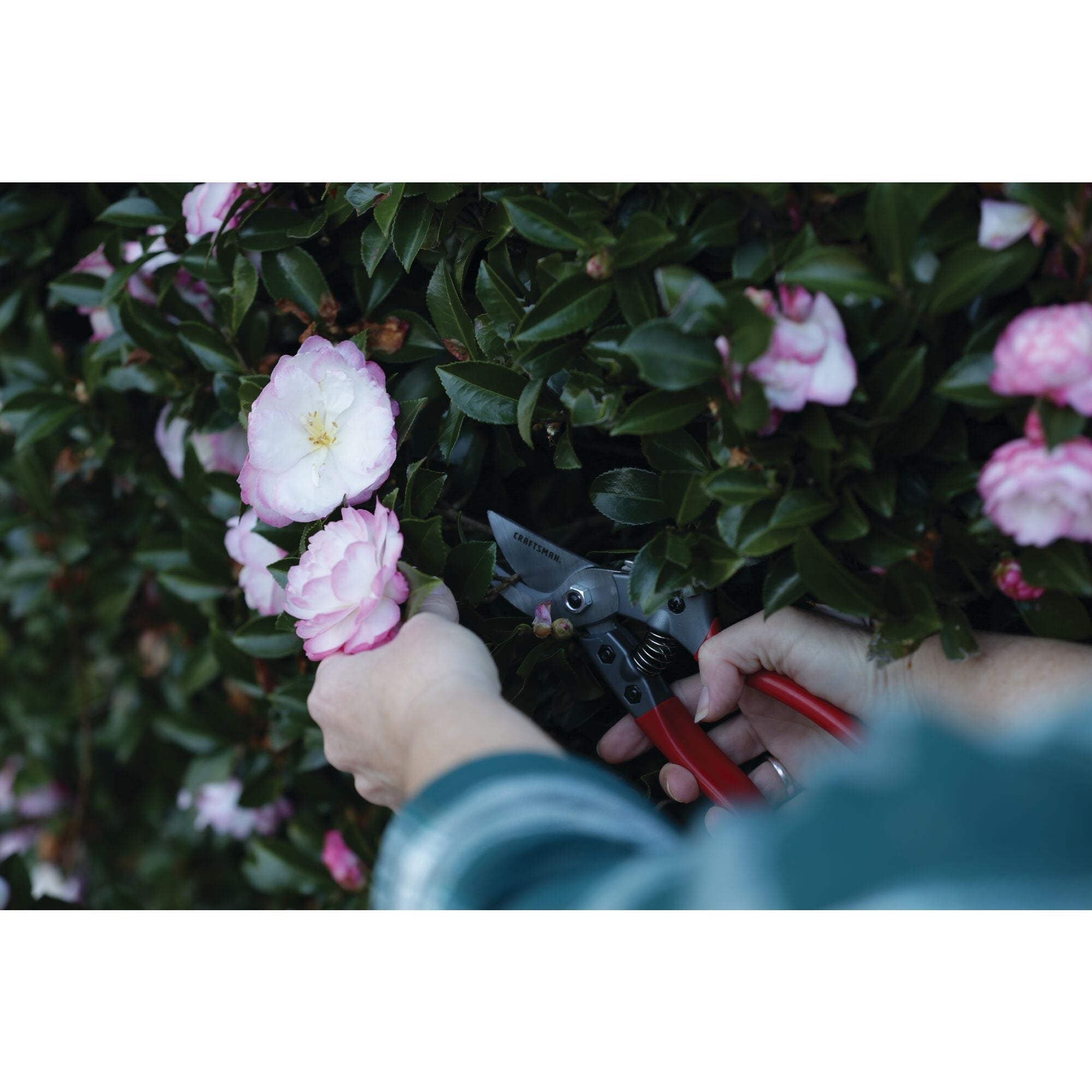 Aluminum bypass hand pruner being used by a person to prune a branch.