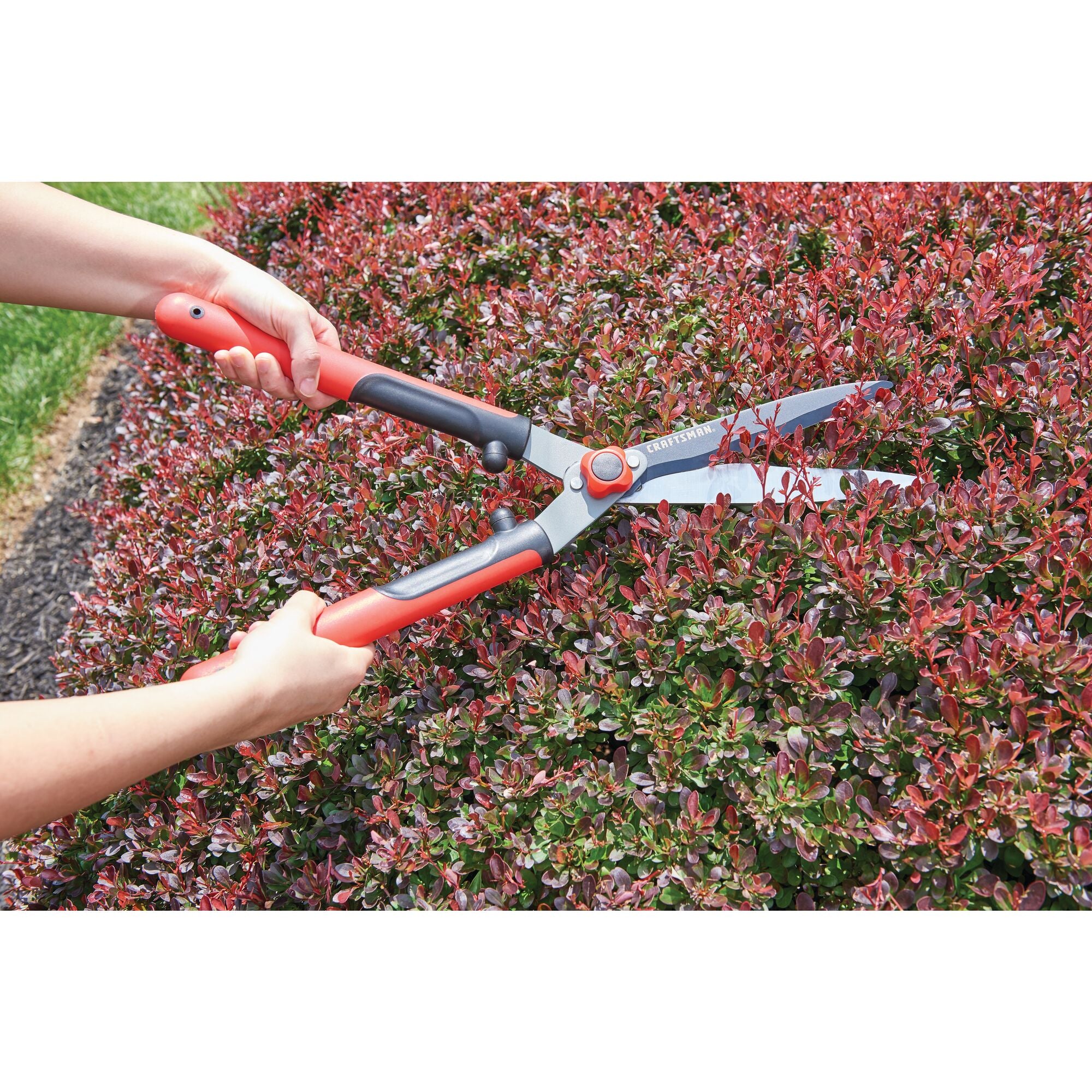 Hedge shears being used by a person to trim hedge.