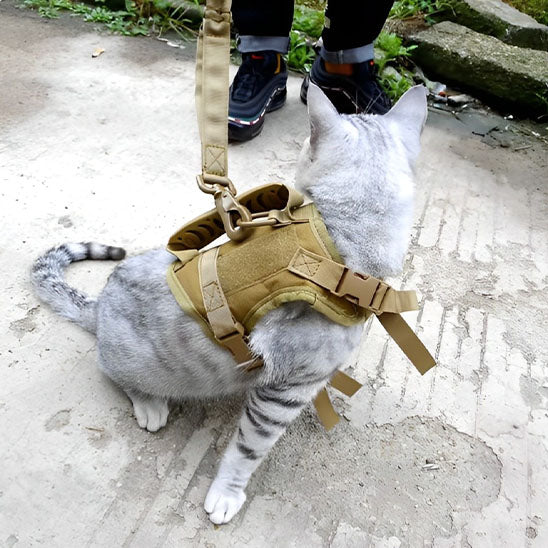 harnais-chat-anti-fugue-assis-dos